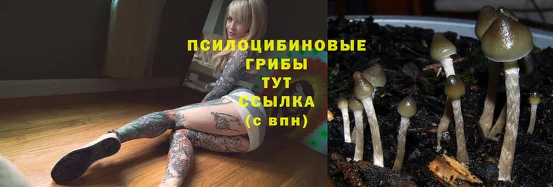 Галлюциногенные грибы Psilocybe  где продают   Зарайск 